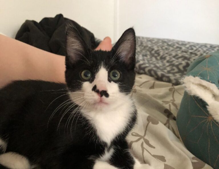 buzzardcoding code advice from feedbuzzard