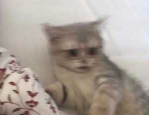 gfxrobotection ai software by gfxmaker