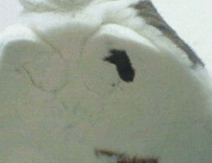 how to learn graphic design for free gfxdigitational