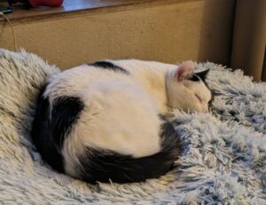 photoshop gfxprojectality