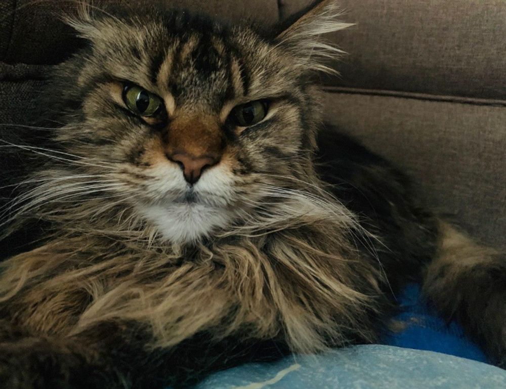 tips and tricks buzzardcoding